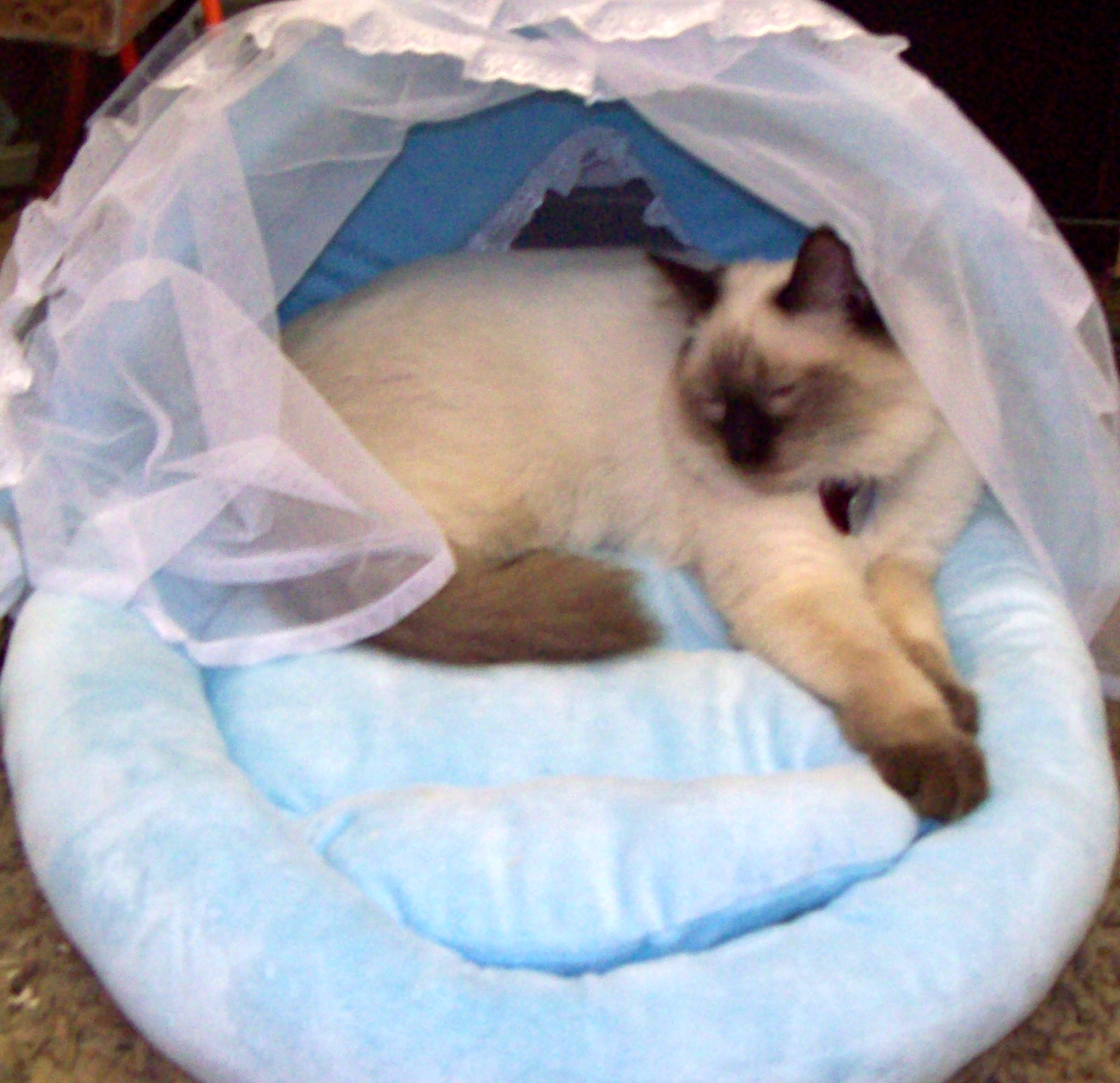 Patrick Our Store Ragdoll Cat