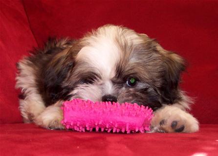 Shih Tzu