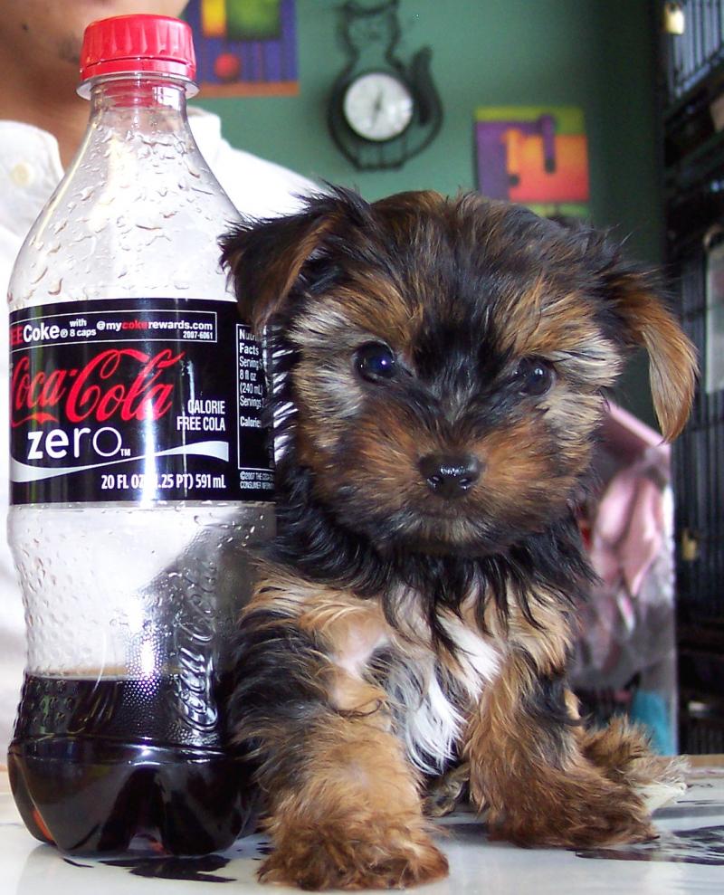 Yorkshire Terrier