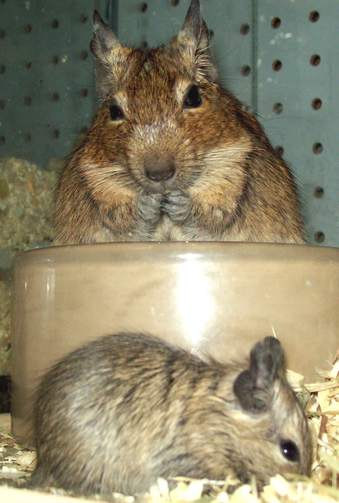 Degus