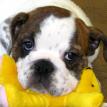 English Bulldog
