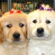 Golden Retrievers
