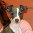 Italian Greyhound