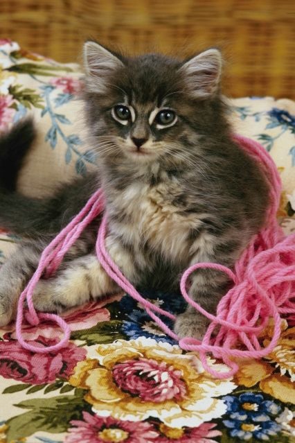 Kitten