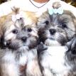 Lhasa Apsos