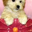 Lhasa-Poo