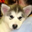 Alaskan Malamute