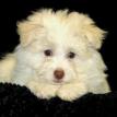 Pom-Bichon