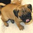 Pug