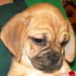 Puggle