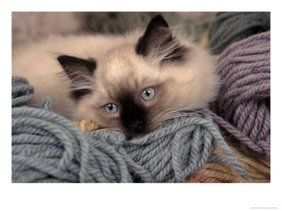 RagDoll