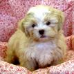 Shih-Poo