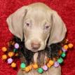 Weimaraner